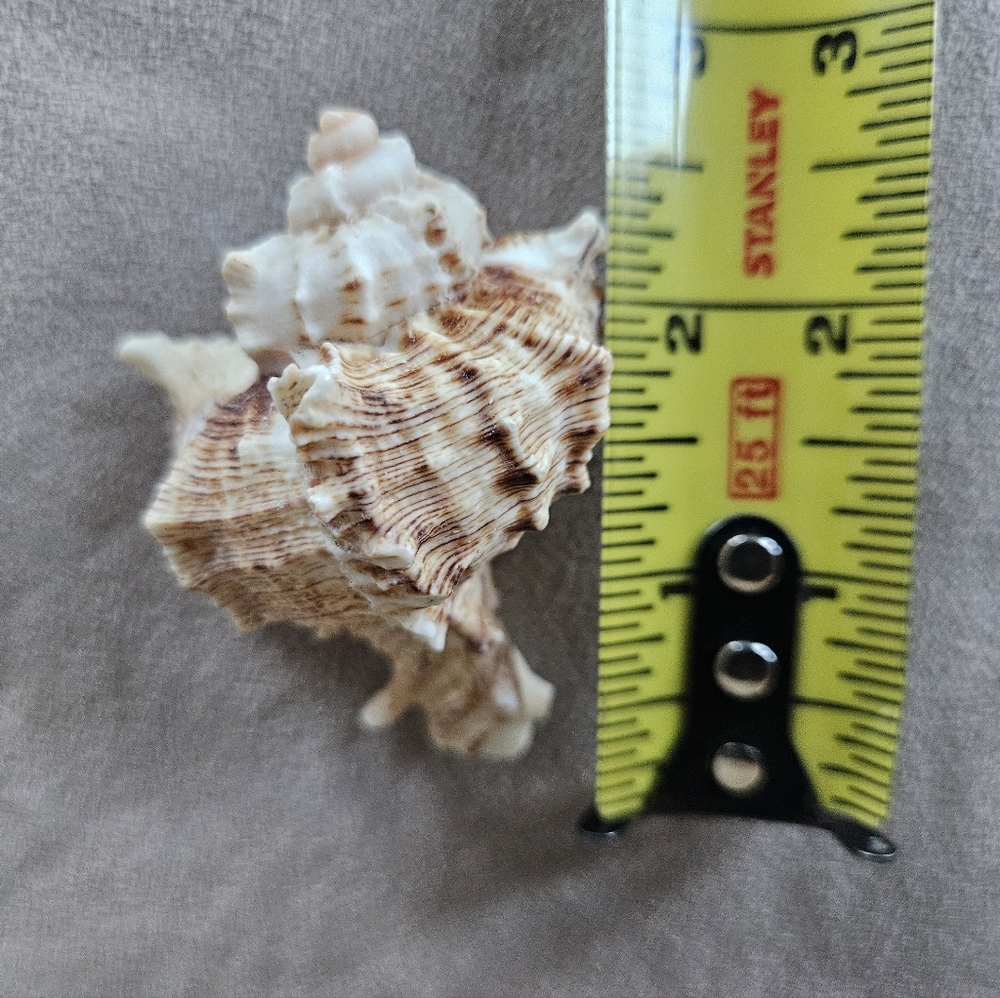 NEW Coastal Decor Set Shark Sign Shells Starfish & Shell Keychain Fish Tank Safe - Picture 7 of 10